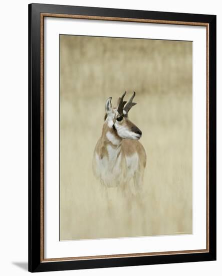 Pronghorn Antelope, Male, Yellowstone National Park, Wyoming, USA-Rolf Nussbaumer-Framed Photographic Print