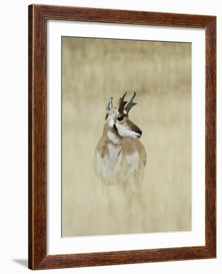 Pronghorn Antelope, Male, Yellowstone National Park, Wyoming, USA-Rolf Nussbaumer-Framed Photographic Print