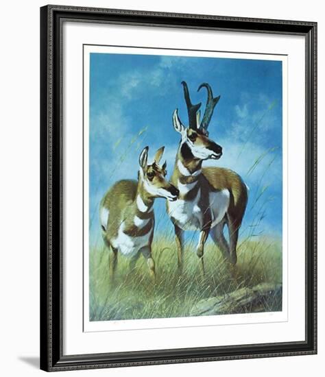 Pronghorn Antelope-Peter Darro-Framed Limited Edition