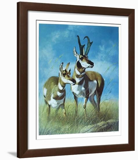 Pronghorn Antelope-Peter Darro-Framed Limited Edition