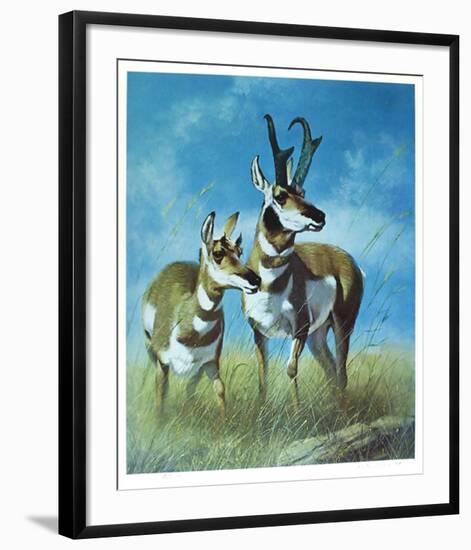 Pronghorn Antelope-Peter Darro-Framed Limited Edition