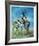 Pronghorn Antelope-Peter Darro-Framed Limited Edition