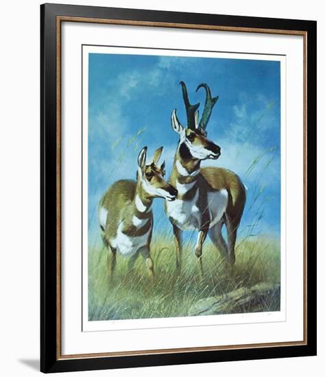 Pronghorn Antelope-Peter Darro-Framed Limited Edition