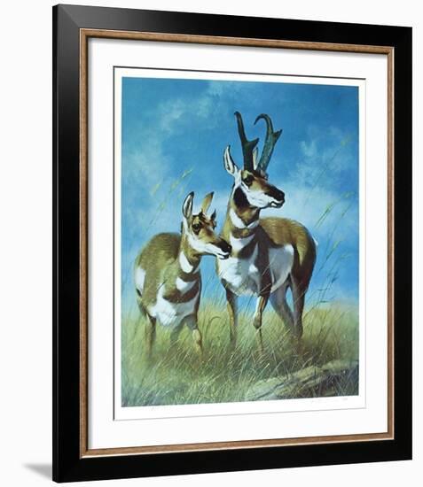 Pronghorn Antelope-Peter Darro-Framed Limited Edition