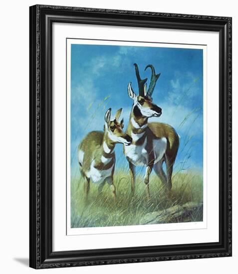 Pronghorn Antelope-Peter Darro-Framed Limited Edition