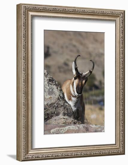 Pronghorn Antelope-Ken Archer-Framed Photographic Print