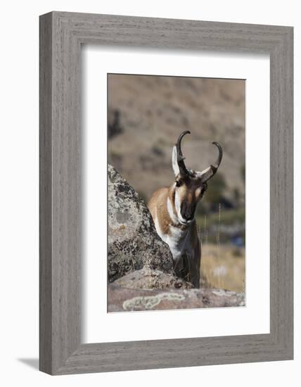 Pronghorn Antelope-Ken Archer-Framed Photographic Print