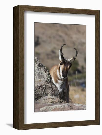 Pronghorn Antelope-Ken Archer-Framed Photographic Print