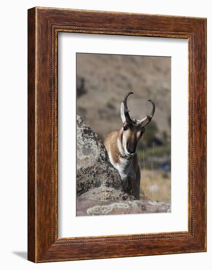 Pronghorn Antelope-Ken Archer-Framed Photographic Print