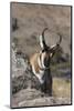 Pronghorn Antelope-Ken Archer-Mounted Photographic Print