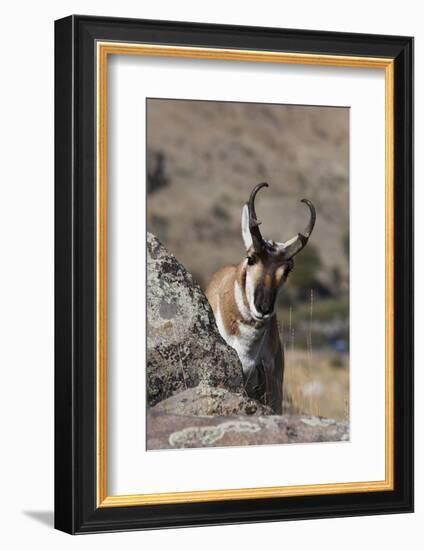 Pronghorn Antelope-Ken Archer-Framed Photographic Print