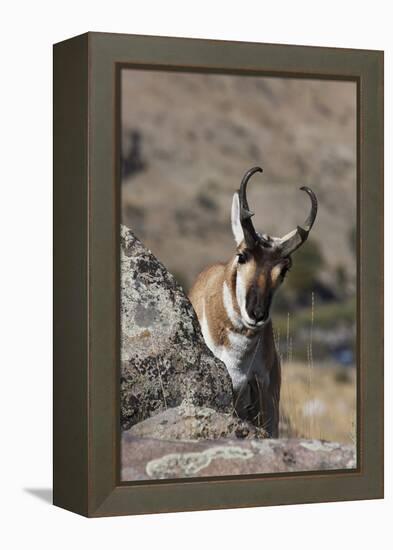 Pronghorn Antelope-Ken Archer-Framed Premier Image Canvas