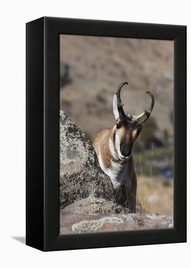 Pronghorn Antelope-Ken Archer-Framed Premier Image Canvas