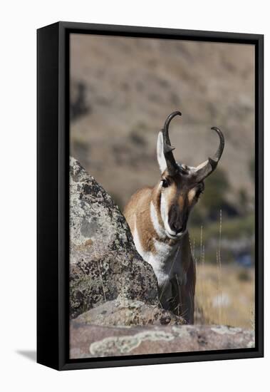 Pronghorn Antelope-Ken Archer-Framed Premier Image Canvas