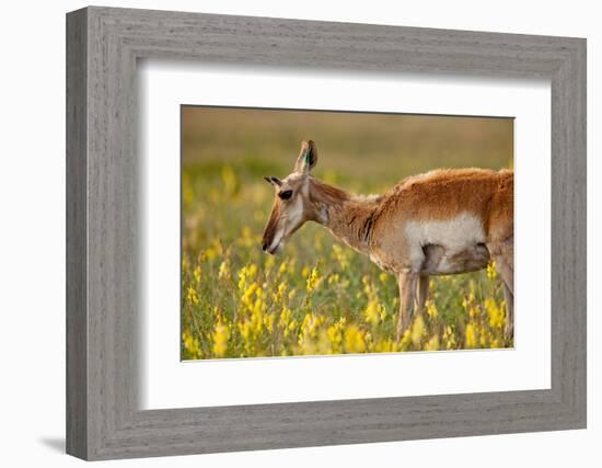 Pronghorn (Antilocapra Americana) Antelope in Flowers-James White-Framed Photographic Print
