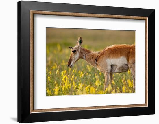 Pronghorn (Antilocapra Americana) Antelope in Flowers-James White-Framed Photographic Print