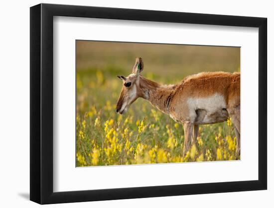 Pronghorn (Antilocapra Americana) Antelope in Flowers-James White-Framed Photographic Print