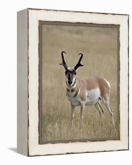 Pronghorn (Antilocapra Americana) Buck, Custer State Park, South Dakota, USA-James Hager-Framed Premier Image Canvas