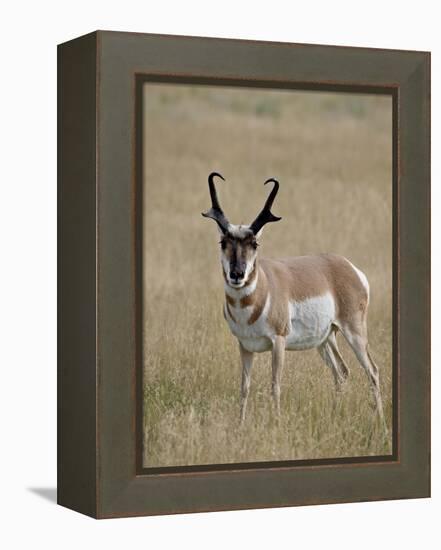 Pronghorn (Antilocapra Americana) Buck, Custer State Park, South Dakota, USA-James Hager-Framed Premier Image Canvas