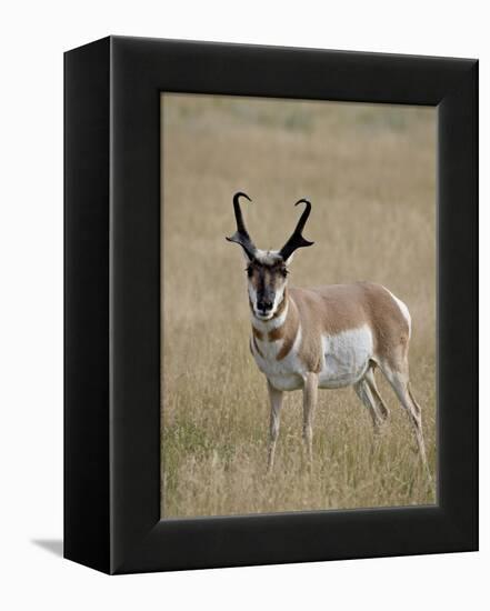 Pronghorn (Antilocapra Americana) Buck, Custer State Park, South Dakota, USA-James Hager-Framed Premier Image Canvas