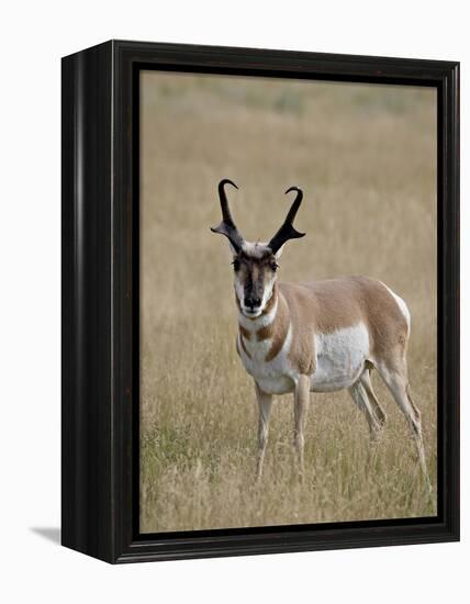 Pronghorn (Antilocapra Americana) Buck, Custer State Park, South Dakota, USA-James Hager-Framed Premier Image Canvas