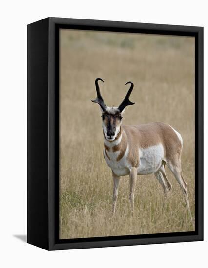 Pronghorn (Antilocapra Americana) Buck, Custer State Park, South Dakota, USA-James Hager-Framed Premier Image Canvas
