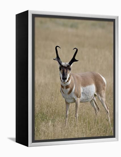 Pronghorn (Antilocapra Americana) Buck, Custer State Park, South Dakota, USA-James Hager-Framed Premier Image Canvas