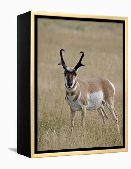 Pronghorn (Antilocapra Americana) Buck, Custer State Park, South Dakota, USA-James Hager-Framed Premier Image Canvas