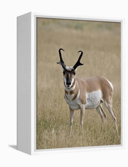 Pronghorn (Antilocapra Americana) Buck, Custer State Park, South Dakota, USA-James Hager-Framed Premier Image Canvas