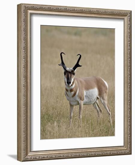 Pronghorn (Antilocapra Americana) Buck, Custer State Park, South Dakota, USA-James Hager-Framed Photographic Print