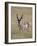 Pronghorn (Antilocapra Americana) Buck, Custer State Park, South Dakota, USA-James Hager-Framed Photographic Print