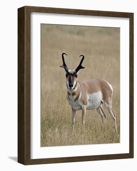 Pronghorn (Antilocapra Americana) Buck, Custer State Park, South Dakota, USA-James Hager-Framed Photographic Print