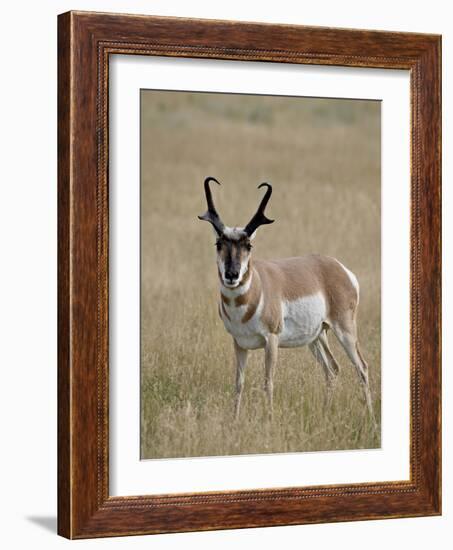 Pronghorn (Antilocapra Americana) Buck, Custer State Park, South Dakota, USA-James Hager-Framed Photographic Print