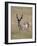Pronghorn (Antilocapra Americana) Buck, Custer State Park, South Dakota, USA-James Hager-Framed Photographic Print
