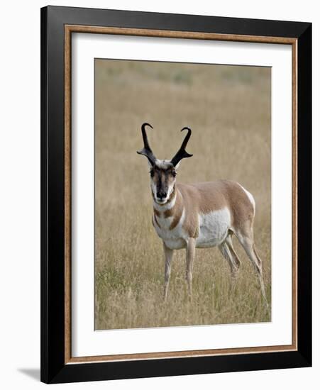 Pronghorn (Antilocapra Americana) Buck, Custer State Park, South Dakota, USA-James Hager-Framed Photographic Print