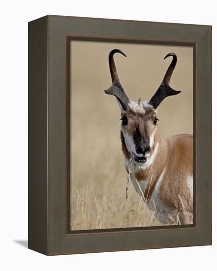 Pronghorn (Antilocapra Americana) Buck Eating, Custer State Park, South Dakota, USA-James Hager-Framed Premier Image Canvas