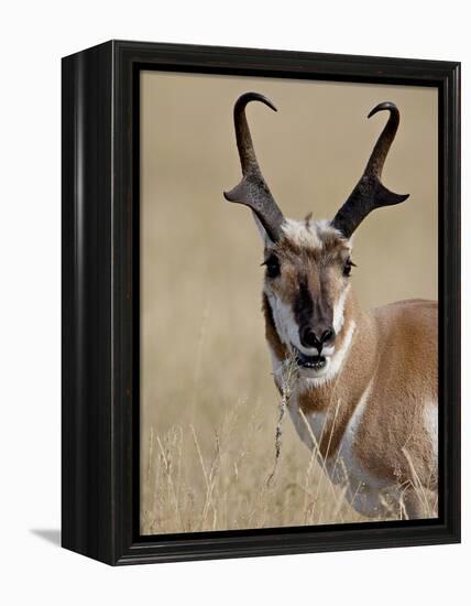 Pronghorn (Antilocapra Americana) Buck Eating, Custer State Park, South Dakota, USA-James Hager-Framed Premier Image Canvas