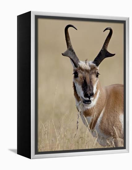 Pronghorn (Antilocapra Americana) Buck Eating, Custer State Park, South Dakota, USA-James Hager-Framed Premier Image Canvas