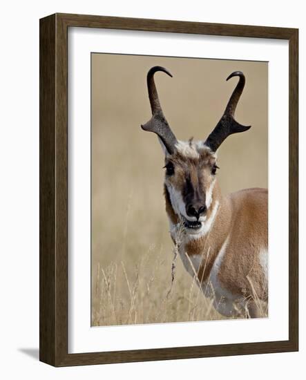 Pronghorn (Antilocapra Americana) Buck Eating, Custer State Park, South Dakota, USA-James Hager-Framed Photographic Print