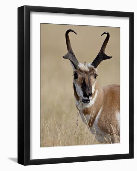 Pronghorn (Antilocapra Americana) Buck Eating, Custer State Park, South Dakota, USA-James Hager-Framed Photographic Print