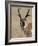 Pronghorn (Antilocapra Americana) Buck Eating, Custer State Park, South Dakota, USA-James Hager-Framed Photographic Print