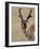 Pronghorn (Antilocapra Americana) Buck Eating, Custer State Park, South Dakota, USA-James Hager-Framed Photographic Print