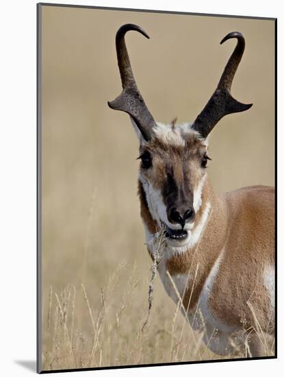 Pronghorn (Antilocapra Americana) Buck Eating, Custer State Park, South Dakota, USA-James Hager-Mounted Photographic Print