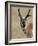 Pronghorn (Antilocapra Americana) Buck Eating, Custer State Park, South Dakota, USA-James Hager-Framed Photographic Print