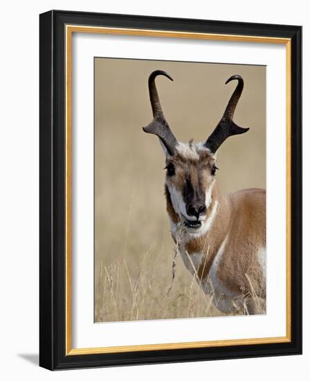 Pronghorn (Antilocapra Americana) Buck Eating, Custer State Park, South Dakota, USA-James Hager-Framed Photographic Print