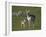 Pronghorn (Antilocapra Americana) Cow and Calf-James Hager-Framed Photographic Print