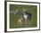 Pronghorn (Antilocapra Americana) Cow and Calf-James Hager-Framed Photographic Print