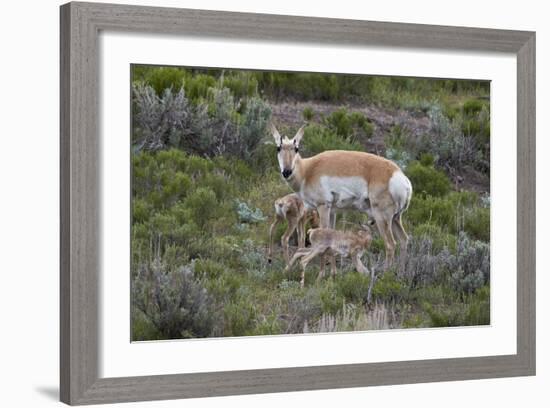 Pronghorn (Antilocapra Americana) Doe and Two Days-Old Fawns, Yellowstone National Park, Wyoming-James Hager-Framed Photographic Print