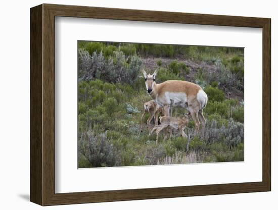 Pronghorn (Antilocapra Americana) Doe and Two Days-Old Fawns, Yellowstone National Park, Wyoming-James Hager-Framed Photographic Print