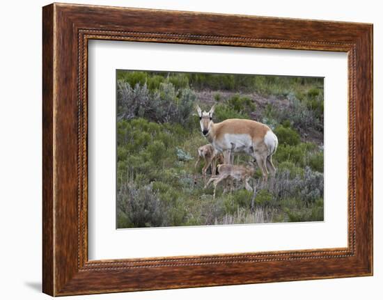 Pronghorn (Antilocapra Americana) Doe and Two Days-Old Fawns, Yellowstone National Park, Wyoming-James Hager-Framed Photographic Print